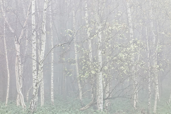 Amsterdamse Bos