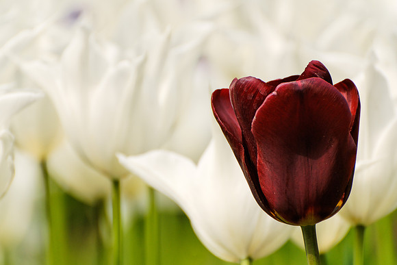 Keukenhof