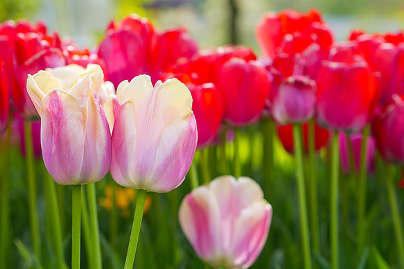 Keukenhof