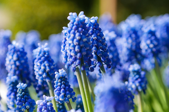 Keukenhof