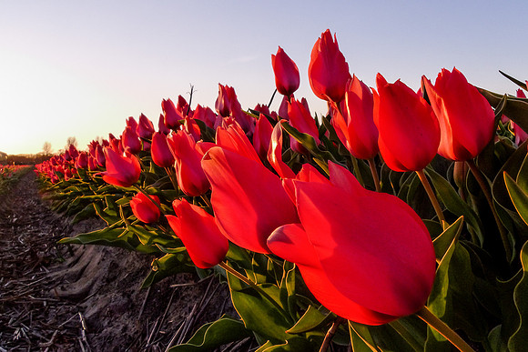 Holland in Bloom