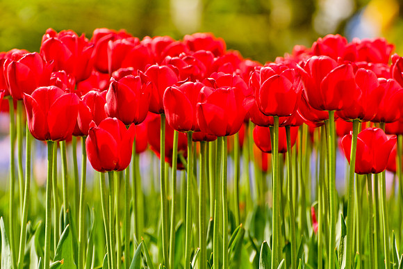 Keukenhof