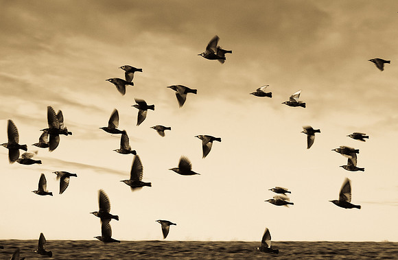 Bird Flock II
