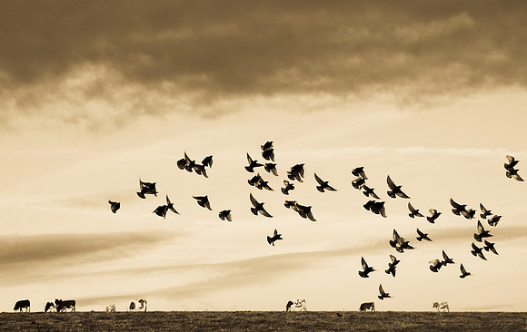 Bird Flock I